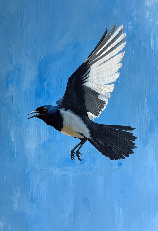 Magpie in flight against a blue background